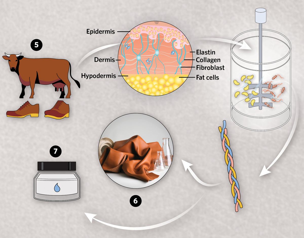 Infographic showing how recombinant proteins usher in an era of sustainable fashion Infographic showing how recombinant proteins usher in an era of sustainable fashion