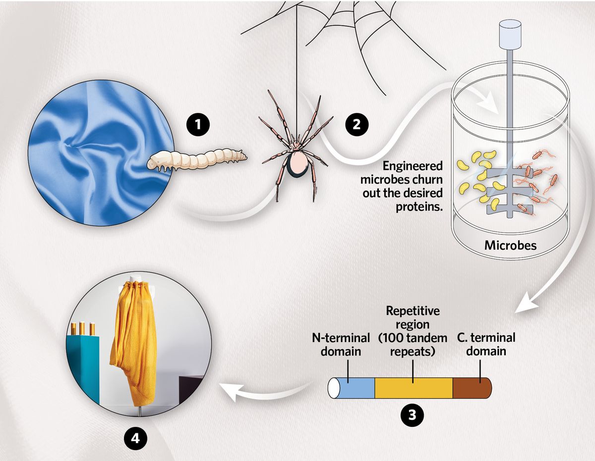 Infographic showing how recombinant proteins usher in an era of sustainable fashion. Infographic showing how recombinant proteins usher in an era of sustainable fashion.