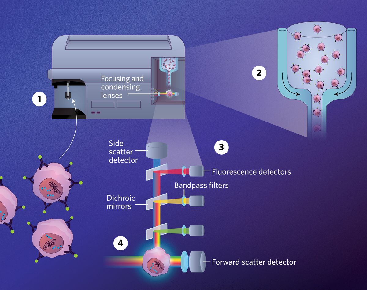 Infographic showing how flow cytometry enables researchers to assess several cell parameters simultaneously at a single-cell level with the help of lasers. Infographic showing how flow cytometry enables researchers to assess several cell parameters simultaneously at a single-cell level with the help of lasers.