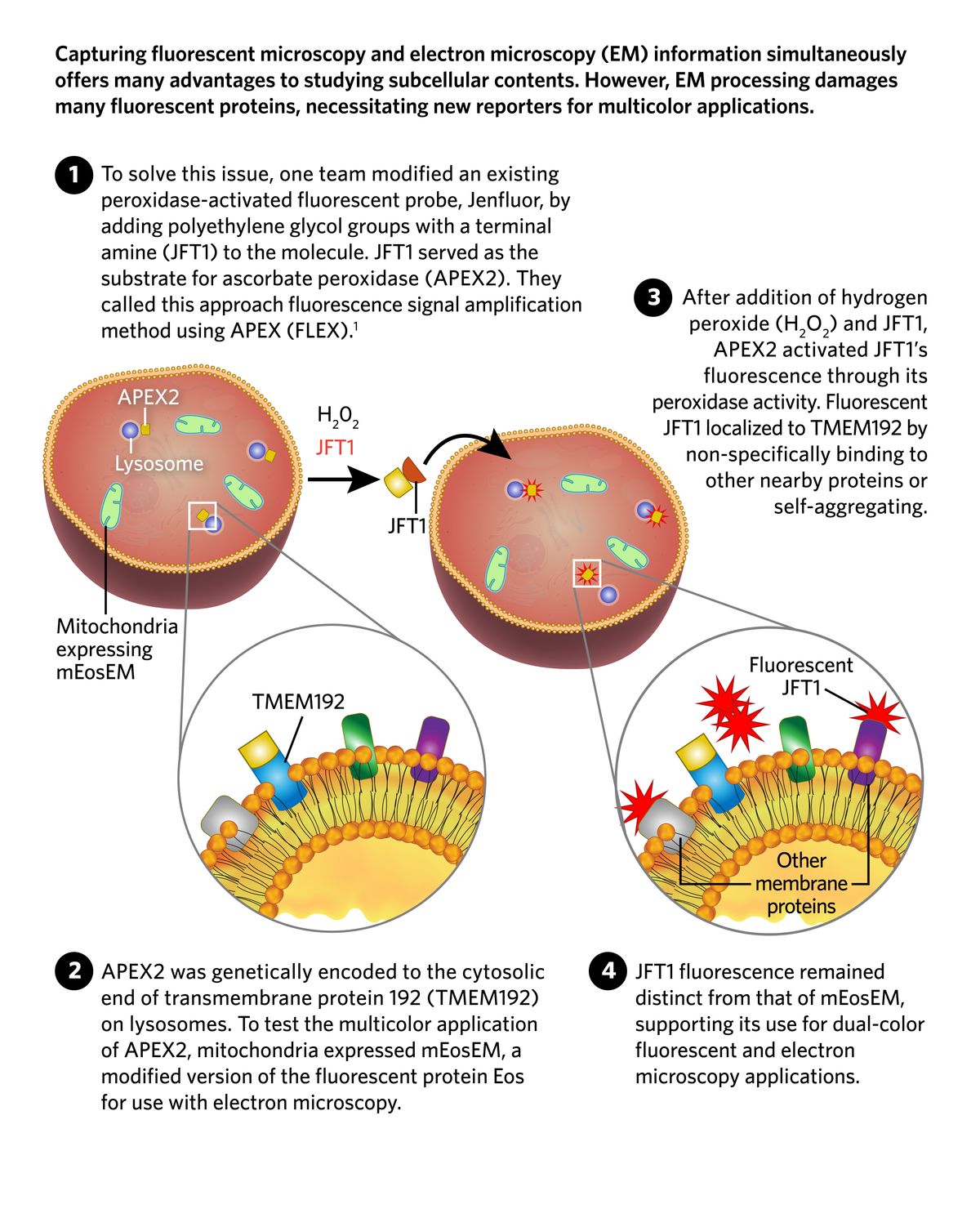 The first panel in a schematic of a modified probe, JFT1, used with a peroxidase (APEX2). APEX2, a yellow square, is shown to be on lysosomes, while Mitochondria are shown green with mEosEm, a fluorescent protein. The second panel is an insert of the lysosomal membrane with APEX2 bound to a blue lysosomal transmembrane protein. A grey, a green, and a purple membrane protein are also present. In the third panel, JFT1 has reacted with hydrogen peroxide and APEX2 to create red fluorescence near APEX2 that remains separate from the green mitochondria. The final panel is an insert showing the lysosomal membrane with activated JFT1, depicted as red spiky shapes, bound to the three other nearby membrane proteins or itself. The first panel in a schematic of a modified probe, JFT1, used with a peroxidase (APEX2). APEX2, a yellow square, is shown to be on lysosomes, while Mitochondria are shown green with mEosEm, a fluorescent protein. The second panel is an insert of the lysosomal membrane with APEX2 bound to a blue lysosomal transmembrane protein. A grey, a green, and a purple membrane protein are also present. In the third panel, JFT1 has reacted with hydrogen peroxide and APEX2 to create red fluorescence near APEX2 that remains separate from the green mitochondria. The final panel is an insert showing the lysosomal membrane with activated JFT1, depicted as red spiky shapes, bound to the three other nearby membrane proteins or itself.