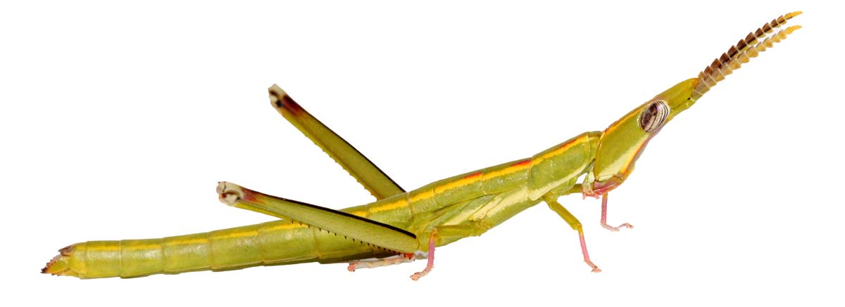 A new study suggests that W. virgo hasn’t suffered the sort of genetic deterioration that often plagues asexually reproducing species. A new study suggests that W. virgo hasn’t suffered the sort of genetic deterioration that often plagues asexually reproducing species.