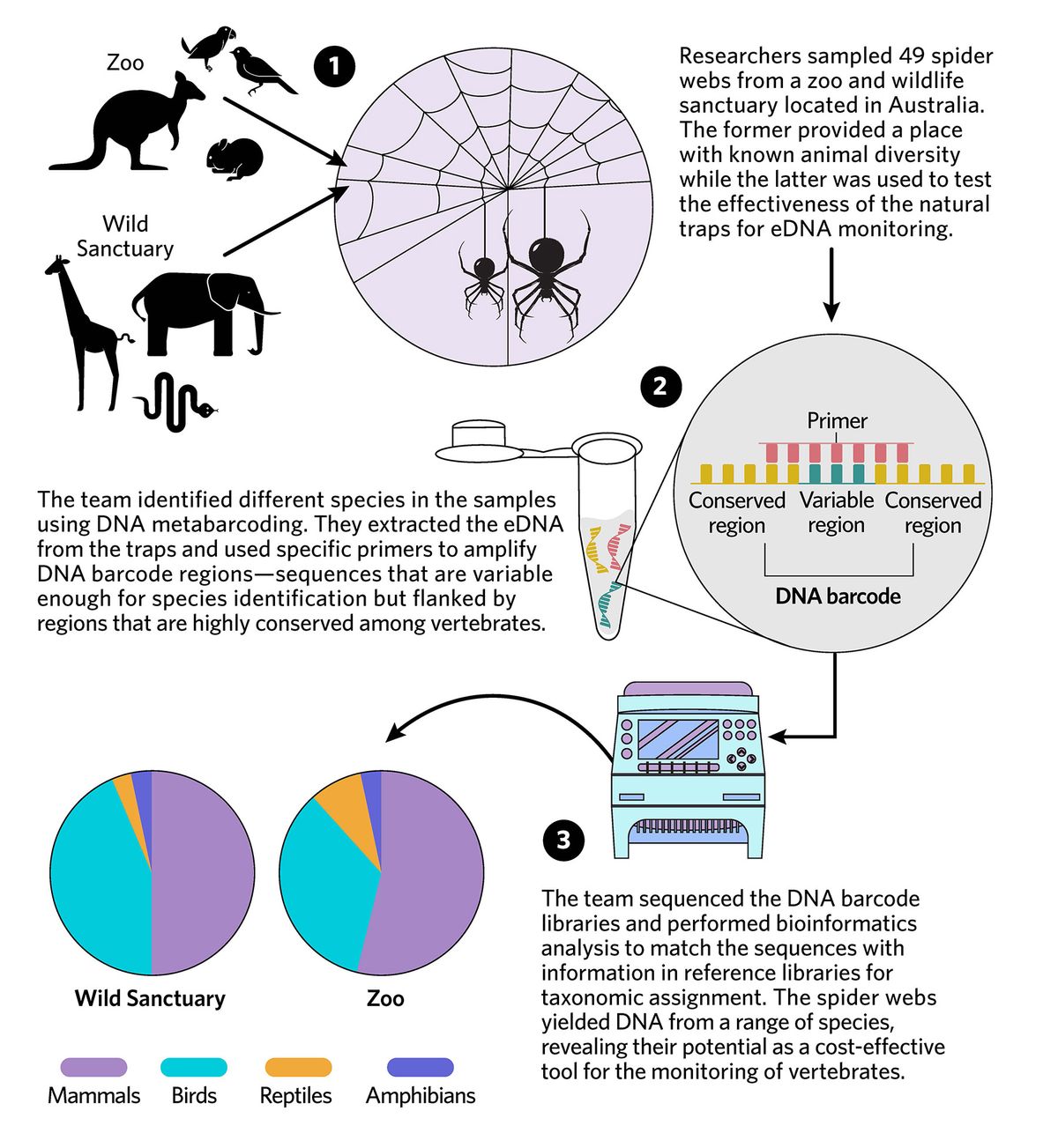 The infographic shows a new method where researchers used spider webs to monitor environmental eDNA of vertebrates. They demonstrated the effectiveness of their by analyzing samples from a zoo and a wildlife sanctuary. The infographic shows a new method where researchers used spider webs to monitor environmental eDNA of vertebrates. They demonstrated the effectiveness of their by analyzing samples from a zoo and a wildlife sanctuary.