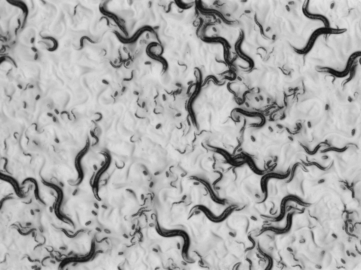 Black and white image of worms of different sizes. Black and white image of worms of different sizes.