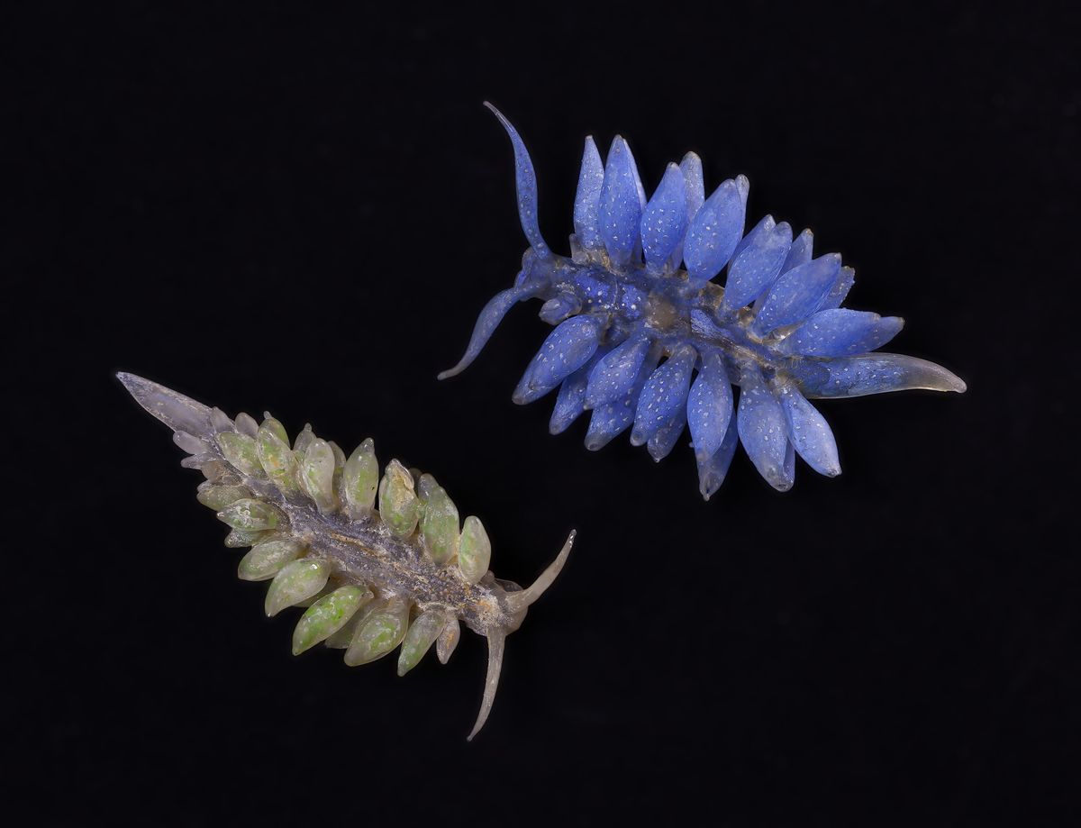 Sea slugs Ercolania siottii (left) and E. uziellii (right) were made of wax or papier-mâché. Sea slugs Ercolania siottii (left) and E. uziellii (right) were made of wax or papier-mâché.