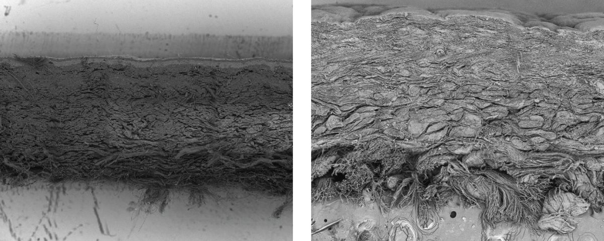 SEM images of Bio-Vera and animal-derived leather. SEM images of Bio-Vera and animal-derived leather.