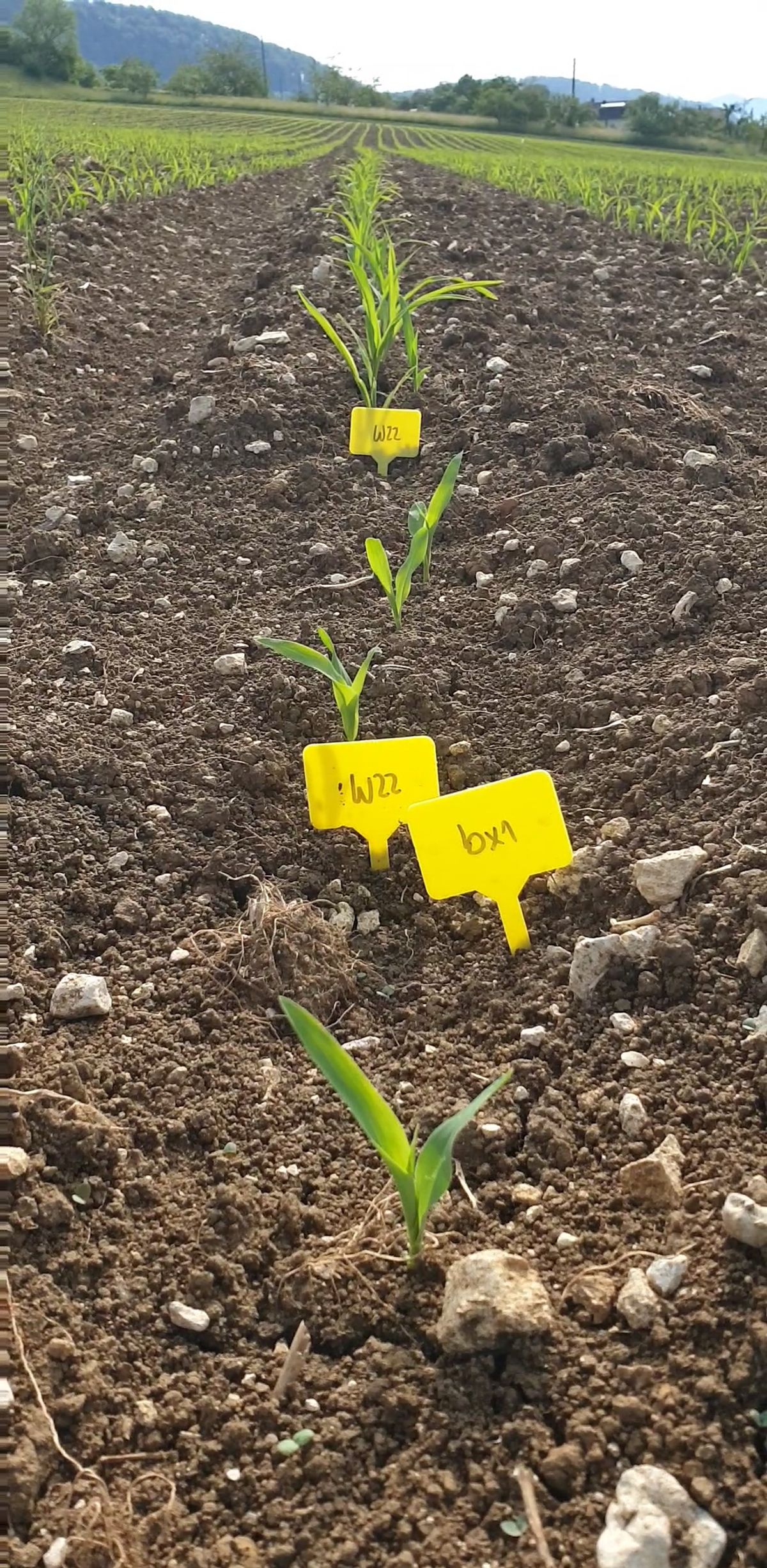 Maize plants growing in a field with yellow tags indicating their genotype. Maize plants growing in a field with yellow tags indicating their genotype.