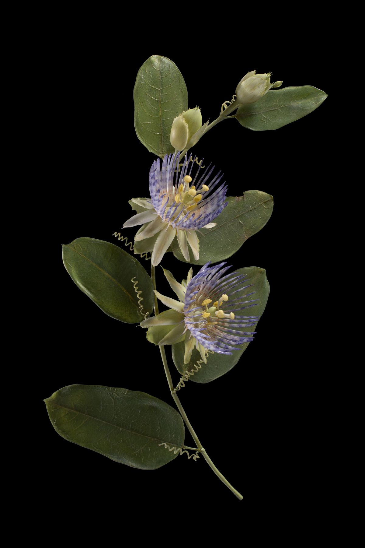 Glass blown and sculpted model of the golden bellapple (<em>Passiflora laurifolia</em>) Glass blown and sculpted model of the golden bellapple (<em>Passiflora laurifolia</em>)
