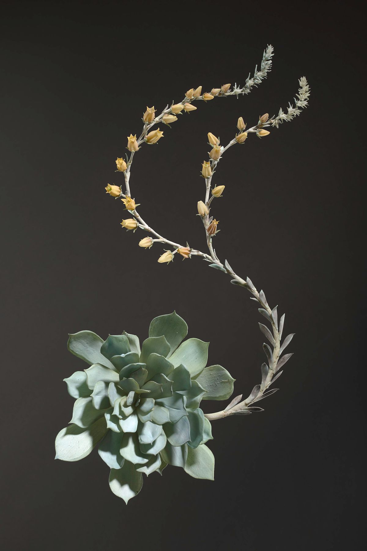 Glass blown and sculpted model of the succulent (Echeveria secunda) Glass blown and sculpted model of the succulent (Echeveria secunda)