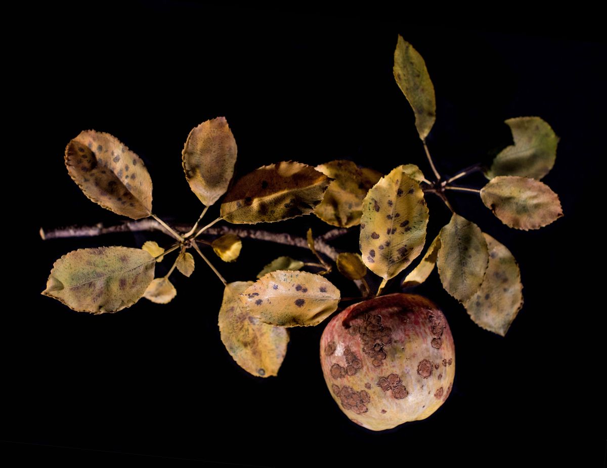 Glass-blown and sculpted model of the apple (<em>Malus pumila</em>) marked by the telltale blemishes of an apple scab infection caused by the fungus <em>Venturia inaequalis</em>. Glass-blown and sculpted model of the apple (<em>Malus pumila</em>) marked by the telltale blemishes of an apple scab infection caused by the fungus <em>Venturia inaequalis</em>.