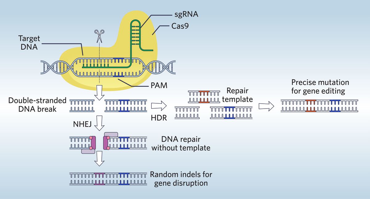 Infographic of CRISPR-Cas9 introducing a blunt double-strand DNA break into a target gene, which becomes a substrate for DNA repair by nonhomologous end joining (NHEJ) or homology-directed repair (HDR). Infographic of CRISPR-Cas9 introducing a blunt double-strand DNA break into a target gene, which becomes a substrate for DNA repair by nonhomologous end joining (NHEJ) or homology-directed repair (HDR).