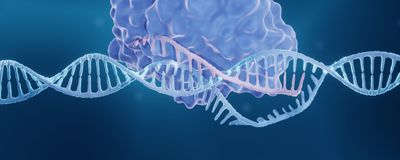<p data-pm-slice="1 1 []" >Molecular illustration of CRISPR editing the DNA double helix</p>