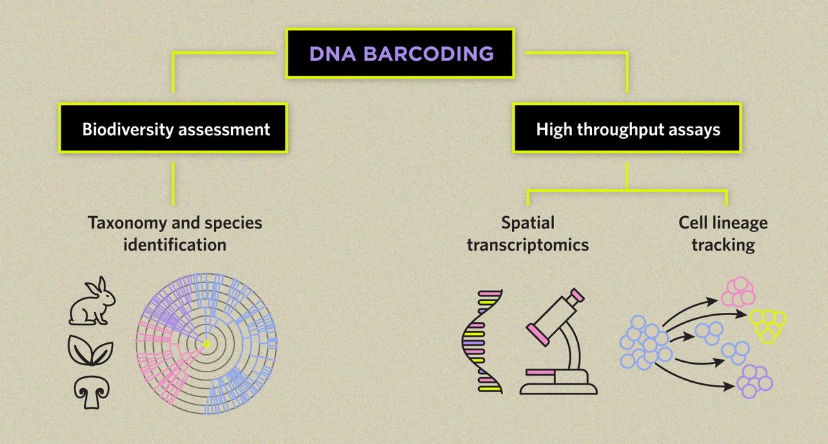 Flow chart illustrating different DNA barcoding applications: taxonomy and species identification fall under biodiversity assessment applications; spatial transcriptomics and cell lineage tracking fall under high throughput DNA barcoding assays. Flow chart illustrating different DNA barcoding applications: taxonomy and species identification fall under biodiversity assessment applications; spatial transcriptomics and cell lineage tracking fall under high throughput DNA barcoding assays.