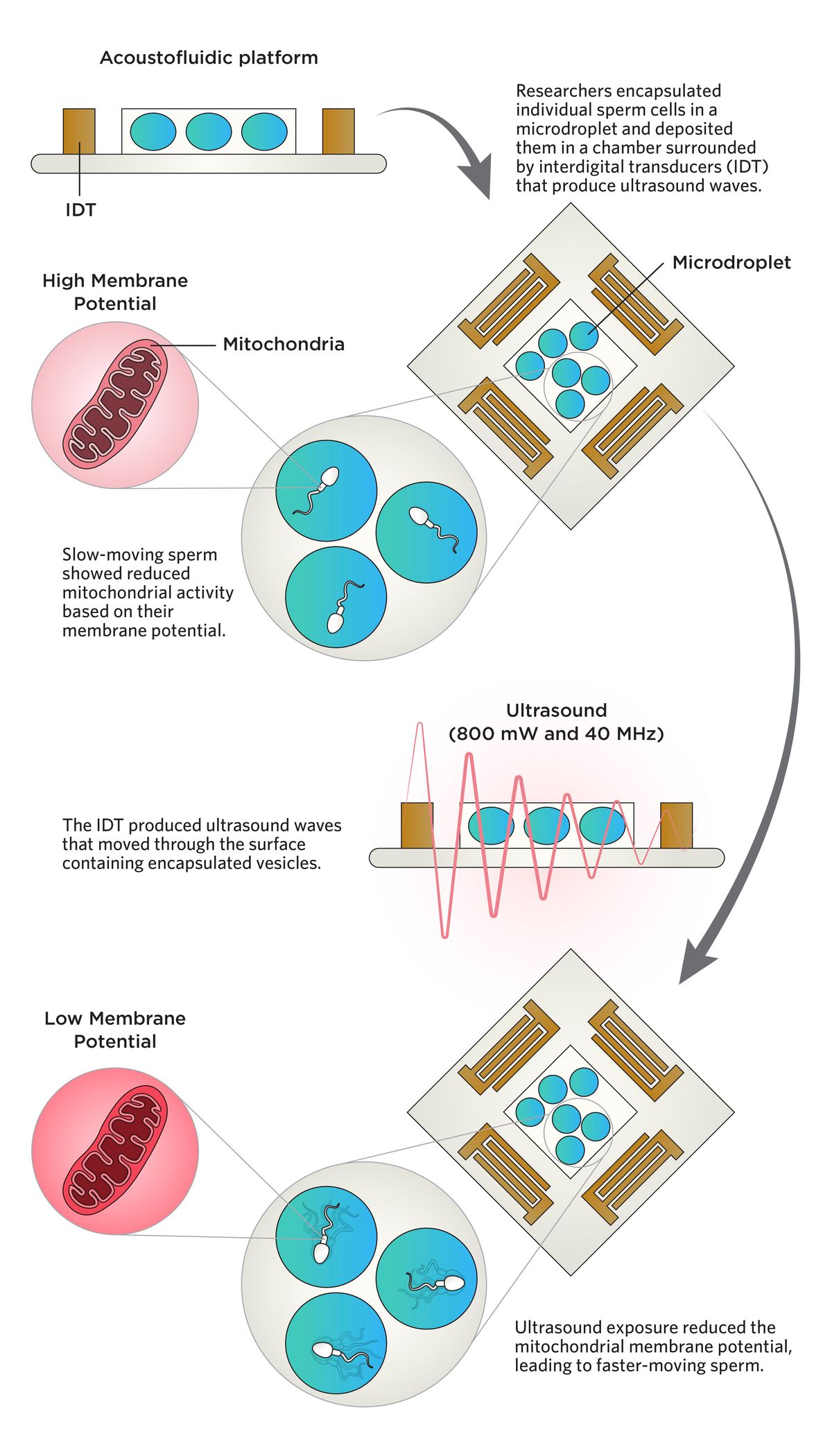 An infographic showing how ultrasound waves improved motility in sperm. An infographic showing how ultrasound waves improved motility in sperm.