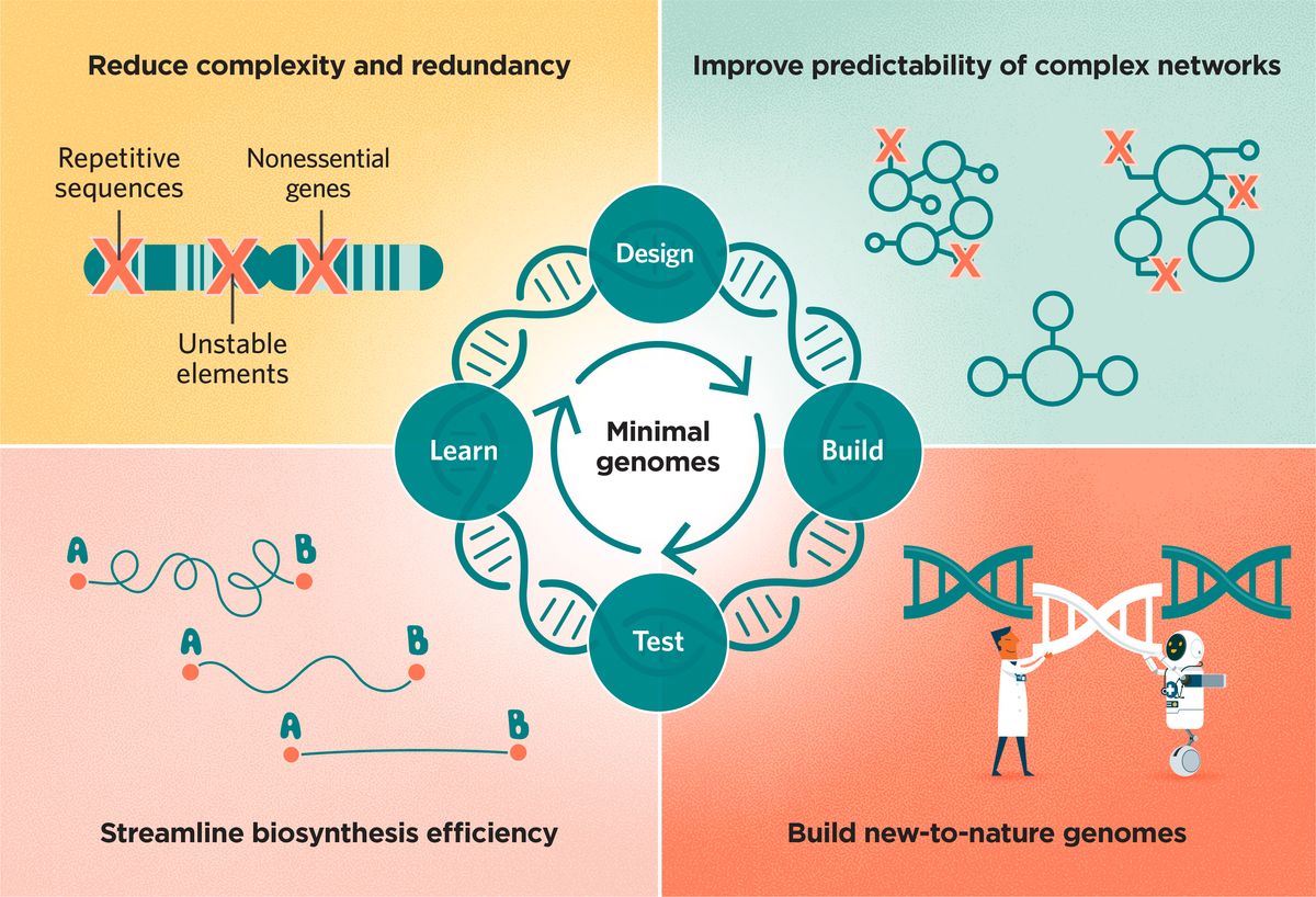 A schematic showing how synthetic biologists use the design–build–test–learn cycle to put together minimal, synthetic or semi-synthetic genomes to improve the predictability of complex networks, streamline biosynthesis pathways, build new-to-nature genomes, and reduce a genome’s complexity and redundancy by removing repetitive sequences, nonessential genes, and unstable elements. A schematic showing how synthetic biologists use the design–build–test–learn cycle to put together minimal, synthetic or semi-synthetic genomes to improve the predictability of complex networks, streamline biosynthesis pathways, build new-to-nature genomes, and reduce a genome’s complexity and redundancy by removing repetitive sequences, nonessential genes, and unstable elements.