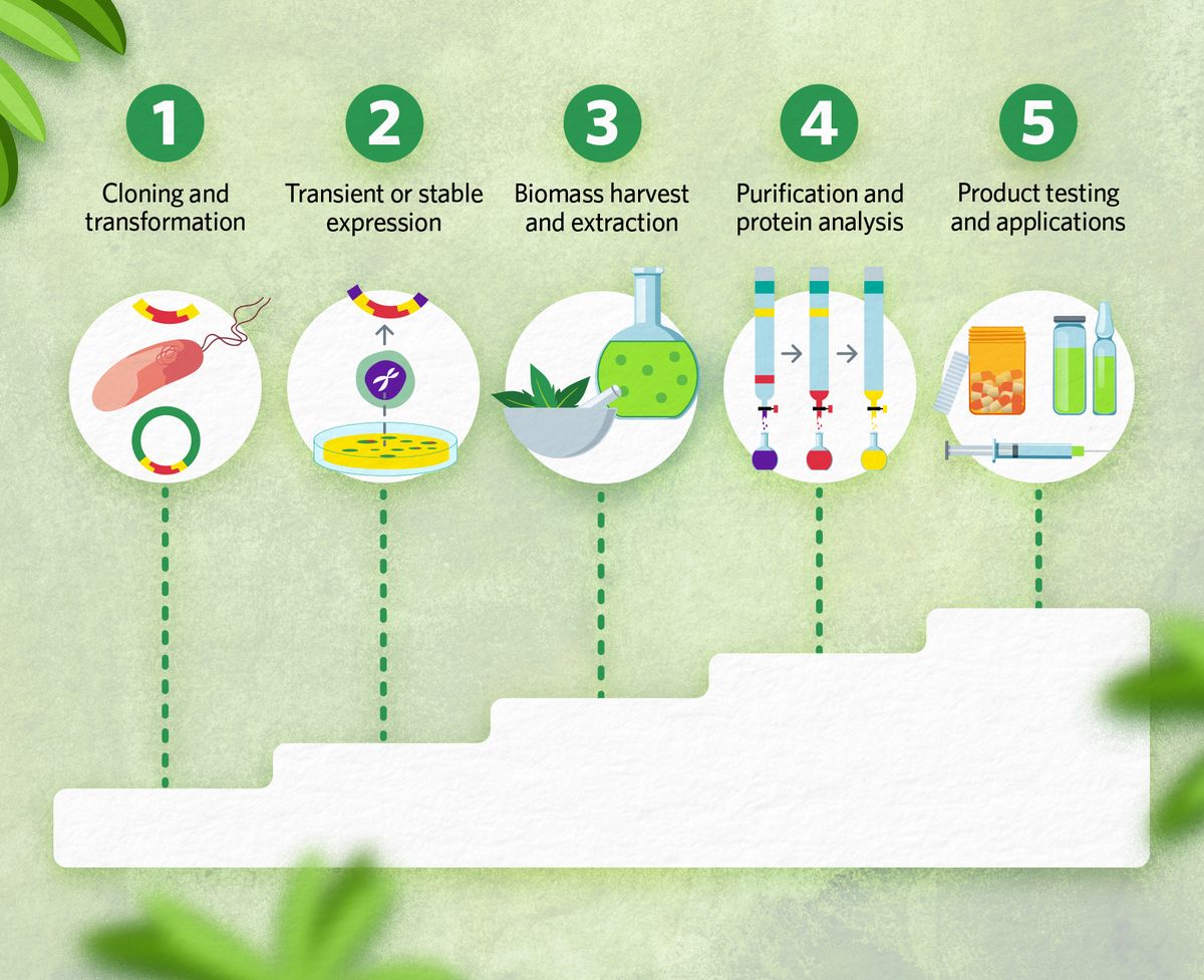 Molecular farming steps: cloning and transformation, transient or stable expression, biomass harvest and extraction, purification and protein analysis, and product testing and applications. Molecular farming steps: cloning and transformation, transient or stable expression, biomass harvest and extraction, purification and protein analysis, and product testing and applications.