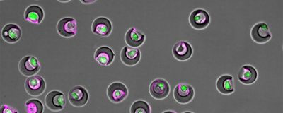 A micrograph shows grey sickle-shaped nanovials containing single, fluorescent green mesenchymal stem cells. Some of the cells have secreted high levels of magenta-colored extracellular vesicles.