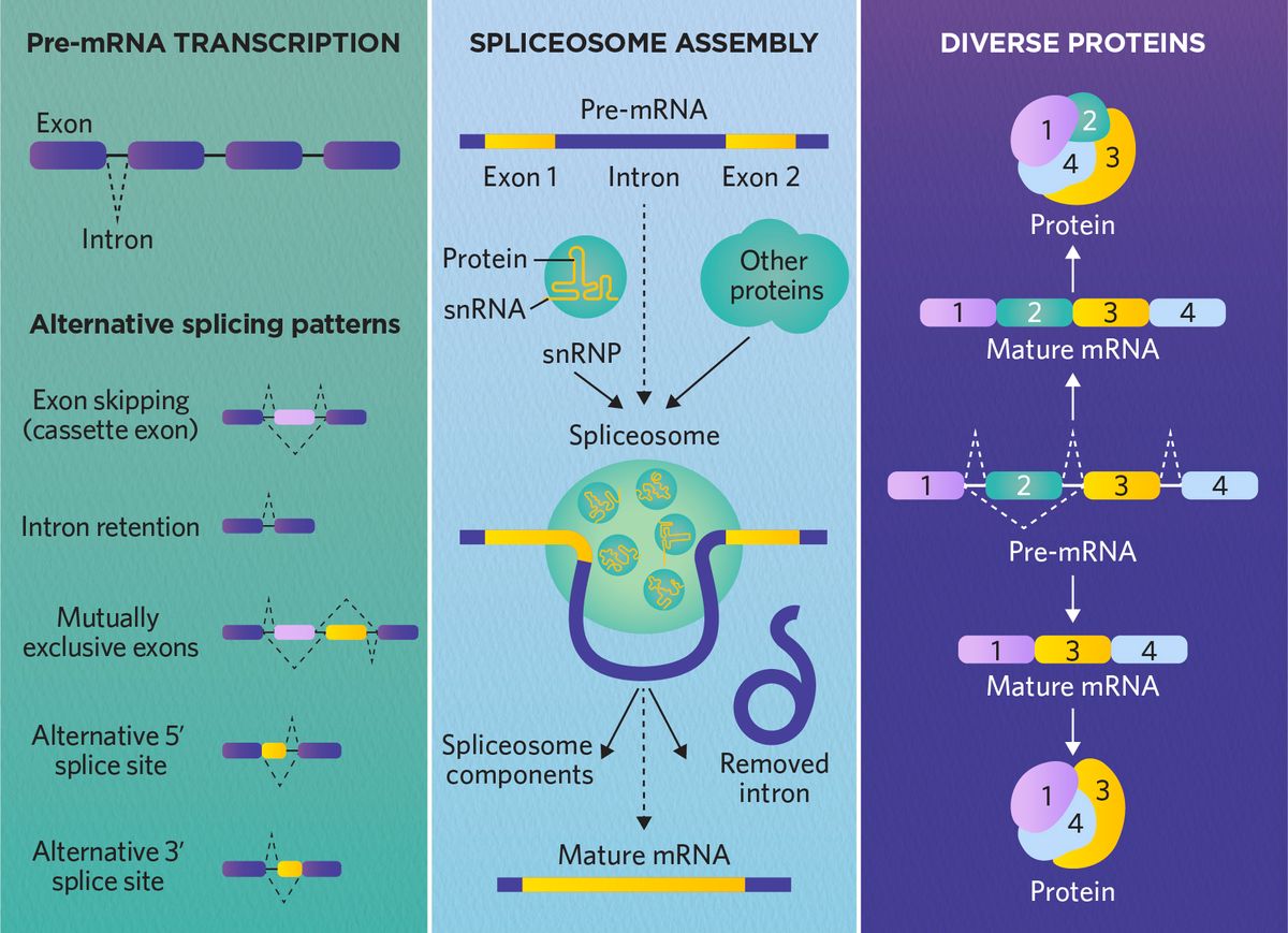 From left to right, the figure outlines key elements of posttranscriptional pre-mRNA splicing: an RNA transcript (pre-mRNA) displaying introns and exons, and six common splicing variations (constitutive, mutually exclusive, exon skipping or cassette exon, alternative 3-prime, alternative 5-prime, and intron retention); the spliceosome complex and various regulatory proteins encompass the pre-mRNA and excise the individual introns; and examples of mRNA before and after constitutive or alternative splicing, followed by the resulting protein products with different sections colored to represent their pre-mRNA origins. From left to right, the figure outlines key elements of posttranscriptional pre-mRNA splicing: an RNA transcript (pre-mRNA) displaying introns and exons, and six common splicing variations (constitutive, mutually exclusive, exon skipping or cassette exon, alternative 3-prime, alternative 5-prime, and intron retention); the spliceosome complex and various regulatory proteins encompass the pre-mRNA and excise the individual introns; and examples of mRNA before and after constitutive or alternative splicing, followed by the resulting protein products with different sections colored to represent their pre-mRNA origins.