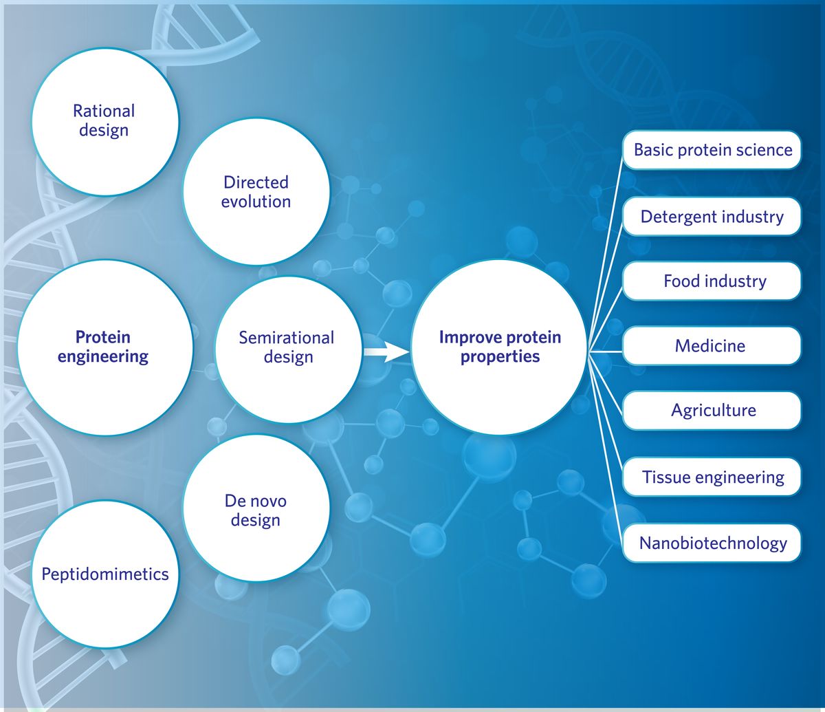 Protein engineering strategies (rational design, directed evolution, semirational design, de novo design, and peptidomimetics) yield improved protein properties for different applications, including basic protein research, detergent and food industries, medicine, agriculture, tissue engineering, and nanotechnology. Protein engineering strategies (rational design, directed evolution, semirational design, de novo design, and peptidomimetics) yield improved protein properties for different applications, including basic protein research, detergent and food industries, medicine, agriculture, tissue engineering, and nanotechnology.