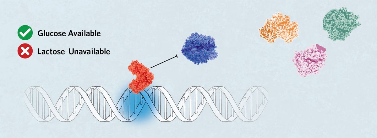 Glucose available, lactose unavailable. A segment of DNA showing Lac repressor bound to the blue operator region. RNA polymerase is inhibited from regular binding. Only a single beta-galactosidase, galactoside acetyltransferase, and lactose permease is shown. Glucose available, lactose unavailable. A segment of DNA showing Lac repressor bound to the blue operator region. RNA polymerase is inhibited from regular binding. Only a single beta-galactosidase, galactoside acetyltransferase, and lactose permease is shown.