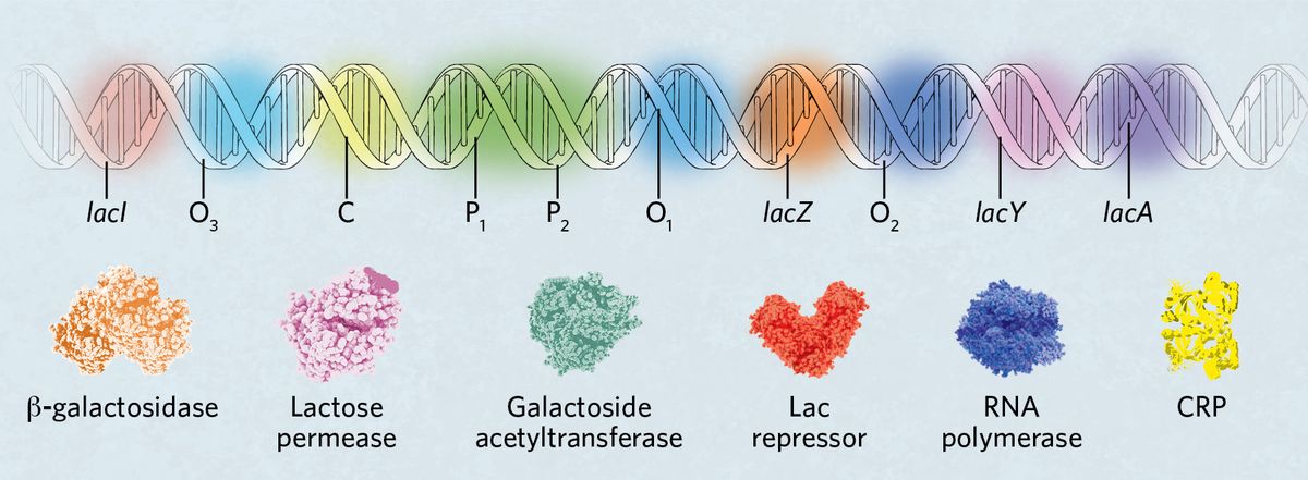 Top: A strand of DNA with the following segments from the lac operon highlighted: lacI (red), Operator 3 (blue), CRP binding site (C, yellow), Promoter 1 (green), Promoter 2 (green), Operator 1 (blue), lacZ (orange), Operator 2 (blue), lacY (pink), lacA (purple). Bottom: Proteins of the lac operon: beta-galactosidase (orange), lactose permease (pink), galactoside acetyltransferase (green), Lac repressor (red), RNA polymerase (blue), cAMP receptor protein, CRP (yellow). Top: A strand of DNA with the following segments from the lac operon highlighted: lacI (red), Operator 3 (blue), CRP binding site (C, yellow), Promoter 1 (green), Promoter 2 (green), Operator 1 (blue), lacZ (orange), Operator 2 (blue), lacY (pink), lacA (purple). Bottom: Proteins of the lac operon: beta-galactosidase (orange), lactose permease (pink), galactoside acetyltransferase (green), Lac repressor (red), RNA polymerase (blue), cAMP receptor protein, CRP (yellow).