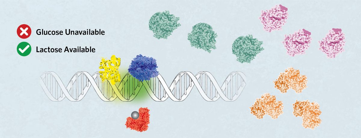 Glucose unavailable, lactose available. A strand of DNA with CRP bound on C and RNA polymerase bound to Promoter 1. Allolactose (grey sphere) is attached to Lac repressor. Three of each of the lac operon gene proteins are shown. Glucose unavailable, lactose available. A strand of DNA with CRP bound on C and RNA polymerase bound to Promoter 1. Allolactose (grey sphere) is attached to Lac repressor. Three of each of the lac operon gene proteins are shown.