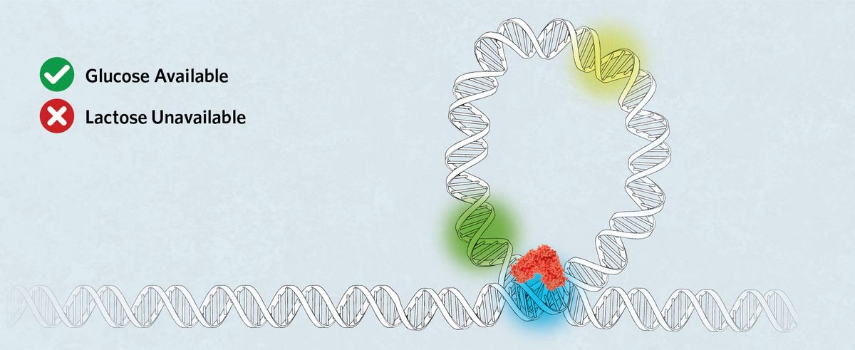Glucose Available, lactose unavailable. A segment of DNA with the DNA looped. Lac repressor is attached to two operator sites, preventing any RNA polymerase binding or lac operon gene expression. Glucose Available, lactose unavailable. A segment of DNA with the DNA looped. Lac repressor is attached to two operator sites, preventing any RNA polymerase binding or lac operon gene expression.