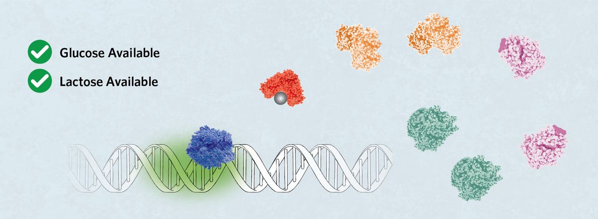 Glucose available, lactose available. A segment of DNA with RNA polymerase bound to Promoter 2. Allolactose binds Lac repressor. Two of each of the lac operon gene proteins are shown. Glucose available, lactose available. A segment of DNA with RNA polymerase bound to Promoter 2. Allolactose binds Lac repressor. Two of each of the lac operon gene proteins are shown.