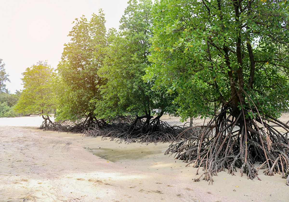 Mangroves on the coast of the Andaman Sea, Thailand. Mangroves on the coast of the Andaman Sea, Thailand.