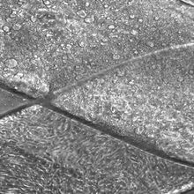 A single channel splits into two micro-channels.