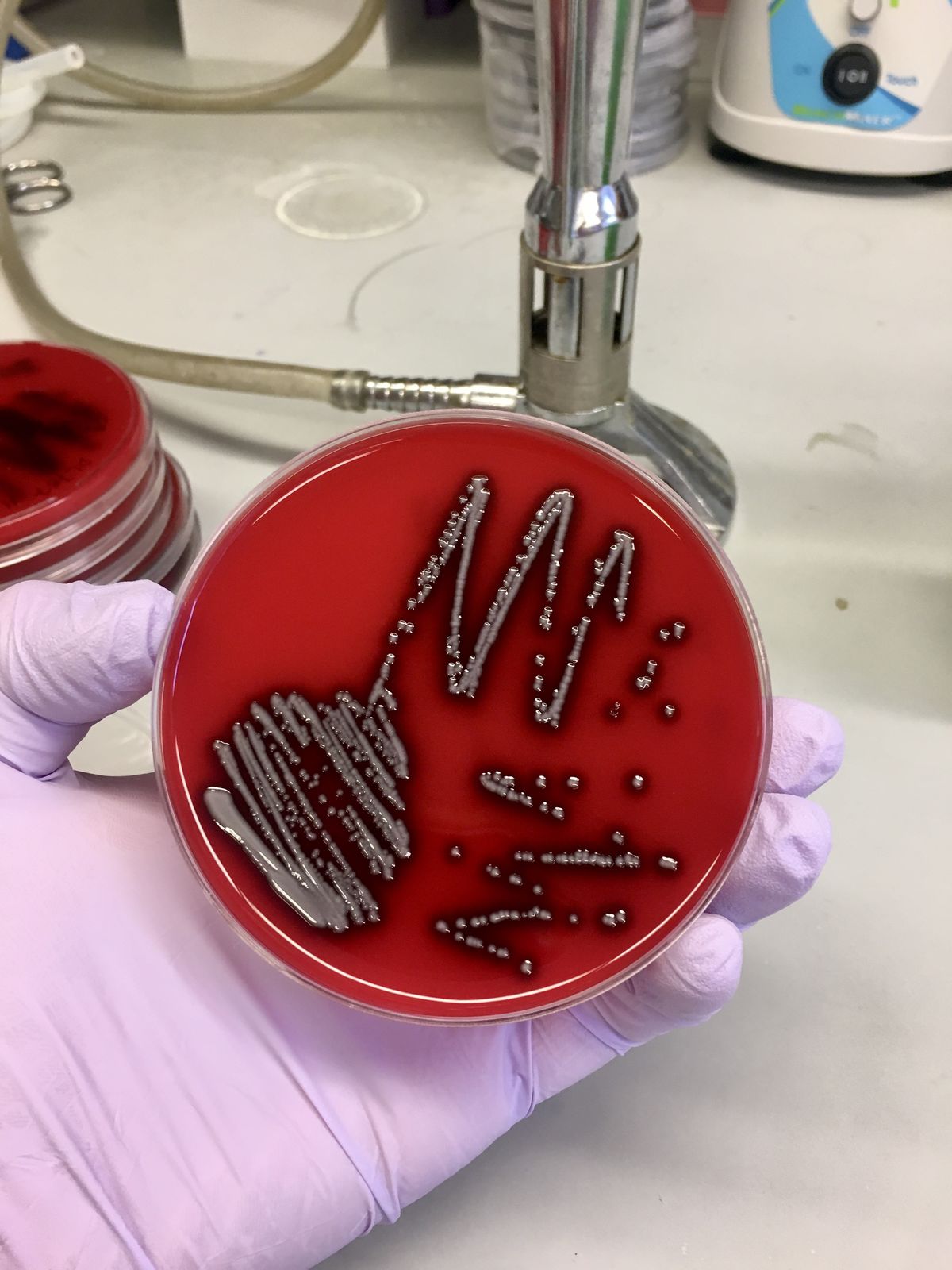 Greyish-colored microbial colonies on a red-colored agar plate. Greyish-colored microbial colonies on a red-colored agar plate.
