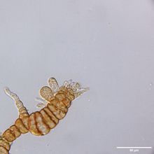A gametophyte of the brown alga <em>Desmarestia dudresnayi</em> that has both male and female reproductive structures