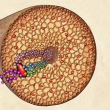 Infographic showing how a new bacteria species called <em>Candidatus Celerinatantimonas neptuna</em> lives in seagrass and how it provides the plant with nitrogen