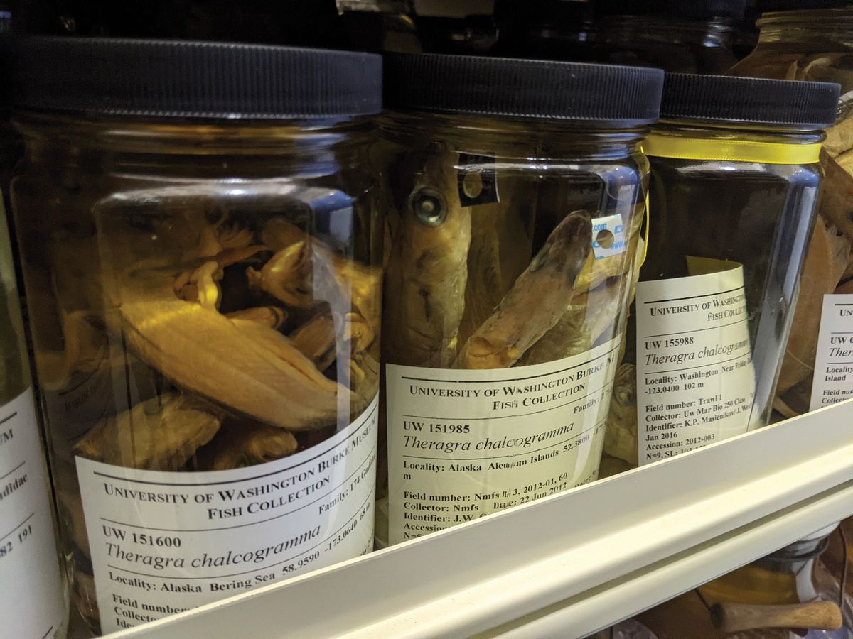 Specimens of Alaska pollock Specimens of Alaska pollock