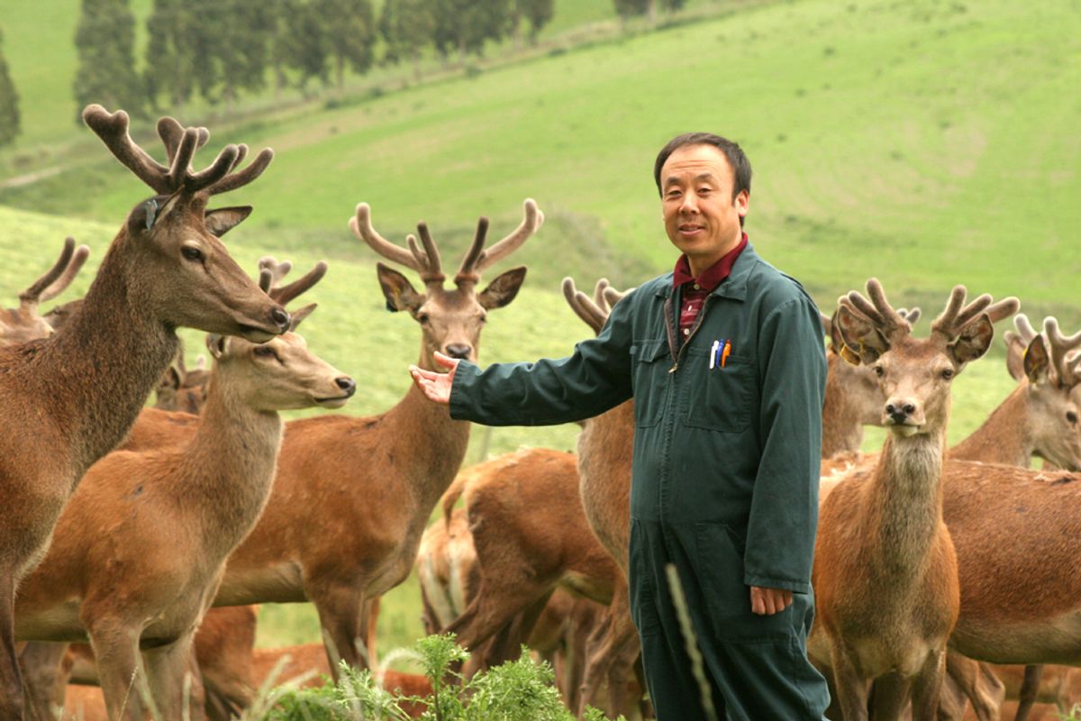 A man standing in front of several deer on a green, hilly backdrop. A man standing in front of several deer on a green, hilly backdrop.