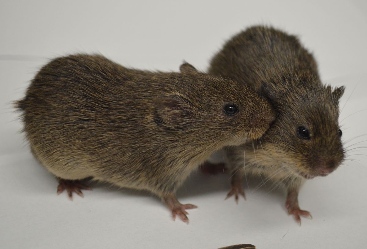 Two prairie voles are interacting with one another. The vole on the left sniffs the cheek of the vole on the right. Two prairie voles are interacting with one another. The vole on the left sniffs the cheek of the vole on the right.