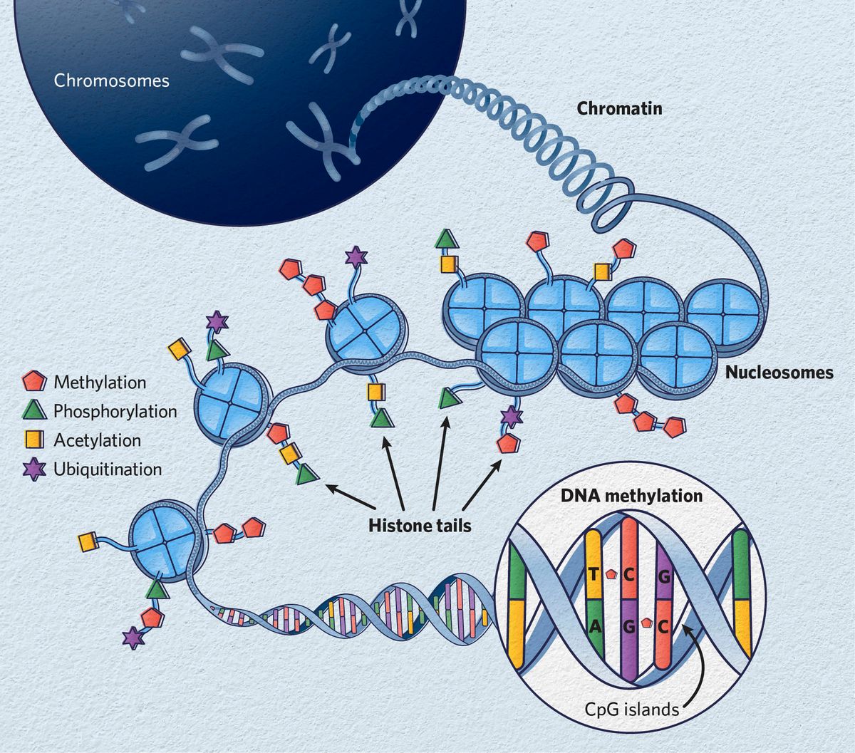 Depiction of chromosomes unwinding into chromatin, nucleosomes, and DNA with common epigenetic changes, including histone tail methylation, phosphorylation, acetylation, and ubiquitination, and CpG island DNA methylation. Depiction of chromosomes unwinding into chromatin, nucleosomes, and DNA with common epigenetic changes, including histone tail methylation, phosphorylation, acetylation, and ubiquitination, and CpG island DNA methylation.