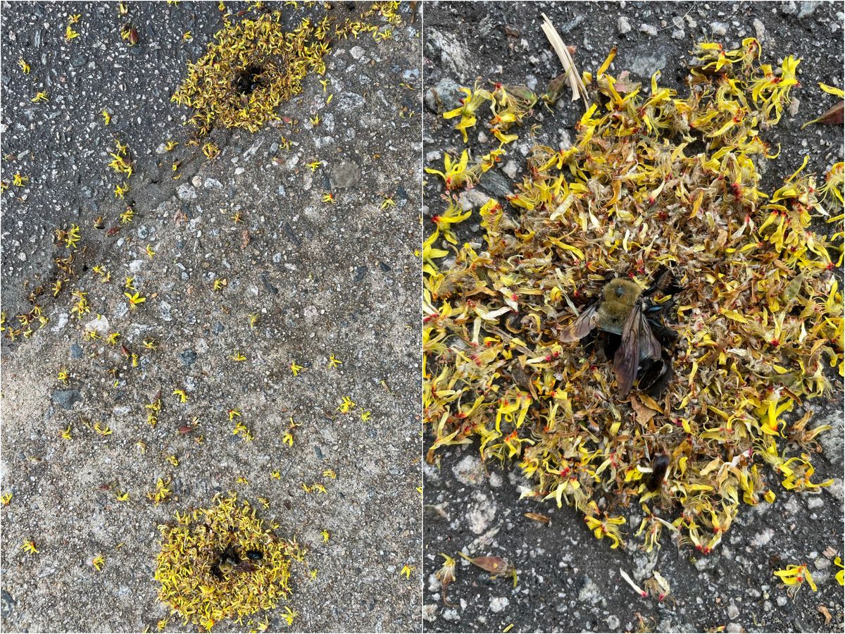 Bees on the pavement surrounded by yellow flower petals Bees on the pavement surrounded by yellow flower petals