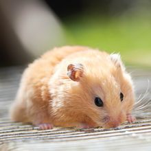 Yellow-brown hamster on top of cage with green background