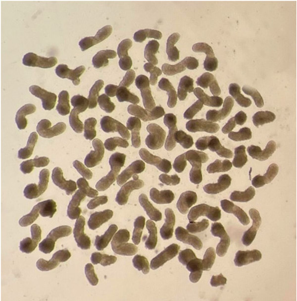 Image of comma-shaped cell aggregates. Image of comma-shaped cell aggregates.