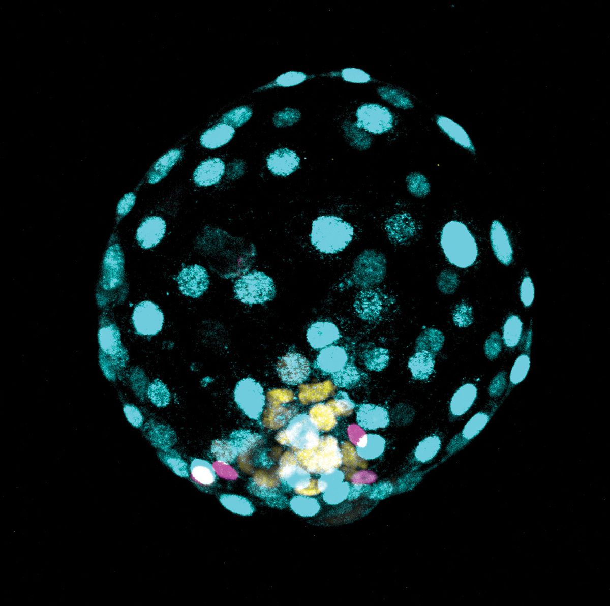 Fluorescent image of an embryo-like structure with yellow, cyan, and magenta labeled features. Fluorescent image of an embryo-like structure with yellow, cyan, and magenta labeled features.