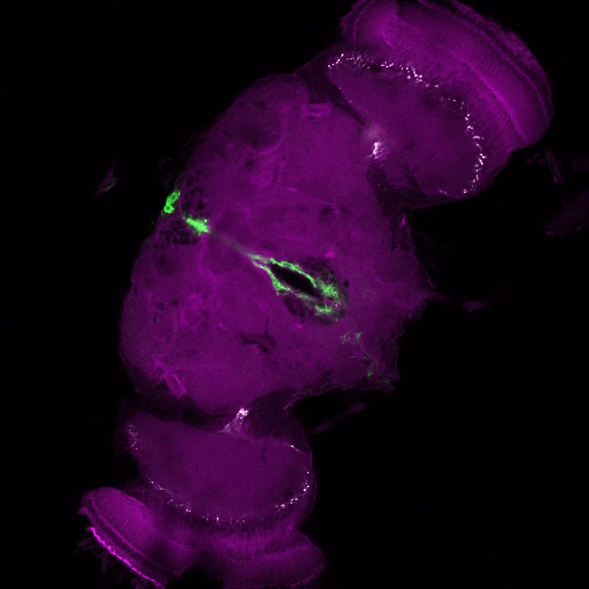 A section of the fruit fly brain shown in purple, while the relevant neurons are green. A section of the fruit fly brain shown in purple, while the relevant neurons are green.