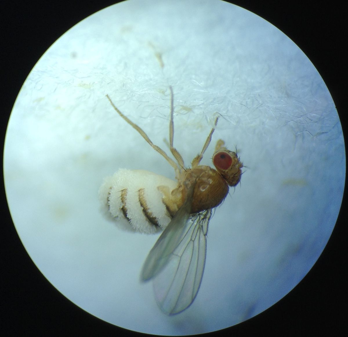 A fruit fly adhered to a white surface, with wings raised and white fungal structures on the abdomen. A fruit fly adhered to a white surface, with wings raised and white fungal structures on the abdomen.