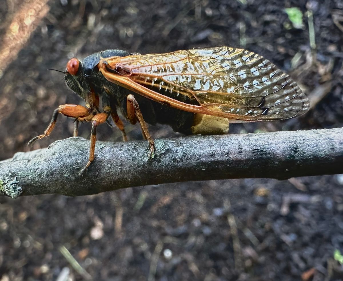 Side view of an infected cicada with whitish fungal plug standing on a branch. Side view of an infected cicada with whitish fungal plug standing on a branch.