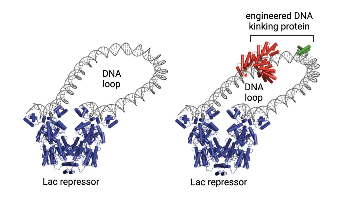 Model of a DNA loop created by the binding of Lac repressor (left) and with an artificial protein that kinks the DNA to aid in this looping. Model of a DNA loop created by the binding of Lac repressor (left) and with an artificial protein that kinks the DNA to aid in this looping.