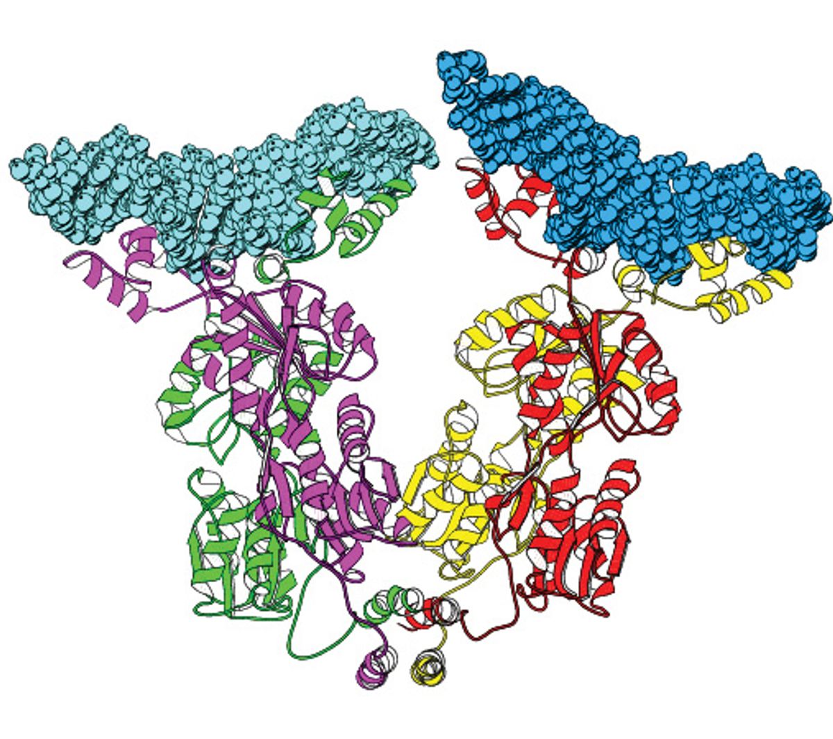 3D ribbon diagram of the Lac repressor (chains in neon green, magenta, yellow, and red) bind two regions of DNA (cyan and blue). 3D ribbon diagram of the Lac repressor (chains in neon green, magenta, yellow, and red) bind two regions of DNA (cyan and blue).