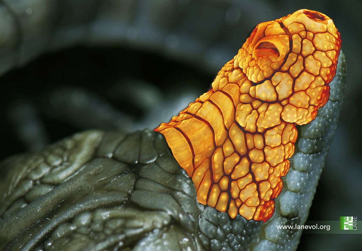 A picture showing the upper jaw of a newborn Nile crocodile, as scanned by light sheet microscopy. A picture showing the upper jaw of a newborn Nile crocodile, as scanned by light sheet microscopy.
