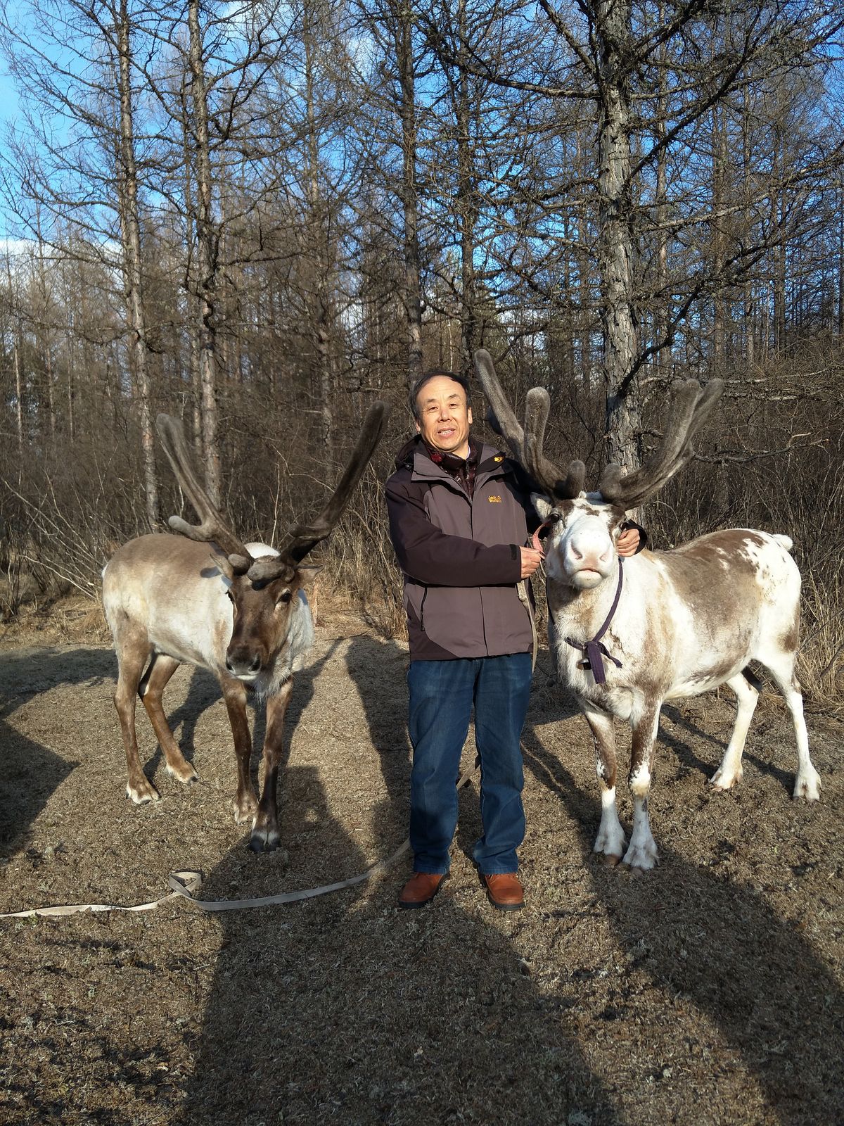 A man standing next to two reindeer against a dry landscape. A man standing next to two reindeer against a dry landscape.