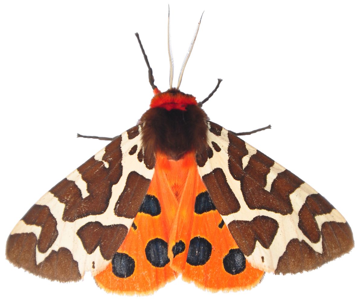 The garden tiger moth (<em >Arctia caja</em>) produces ultrasonic clicks in response to bats. The garden tiger moth (<em >Arctia caja</em>) produces ultrasonic clicks in response to bats.