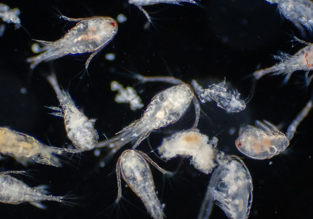 Copepod (Zooplankton) are a group of small crustaceans found in the marine and freshwater habitat. Copepod (Zooplankton) are a group of small crustaceans found in the marine and freshwater habitat.