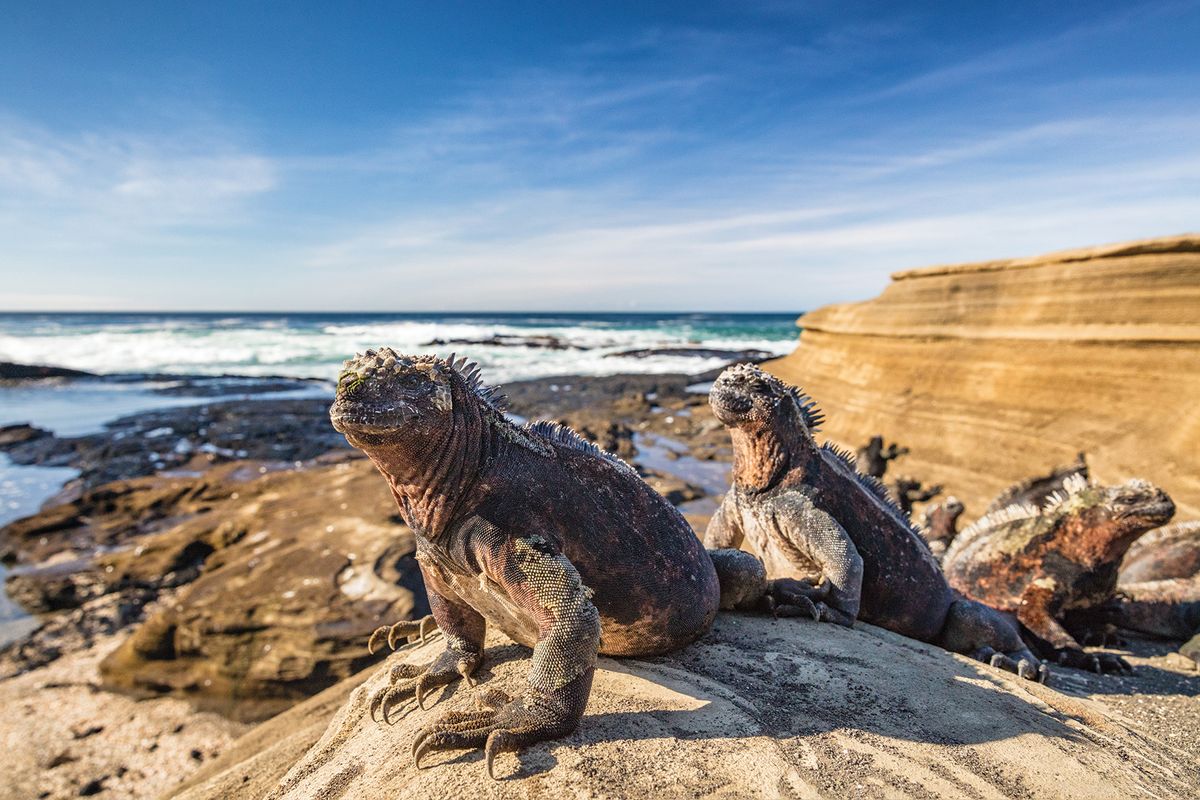 Three grayish marine iguanas sun themselves on a rocky beach. Three grayish marine iguanas sun themselves on a rocky beach.